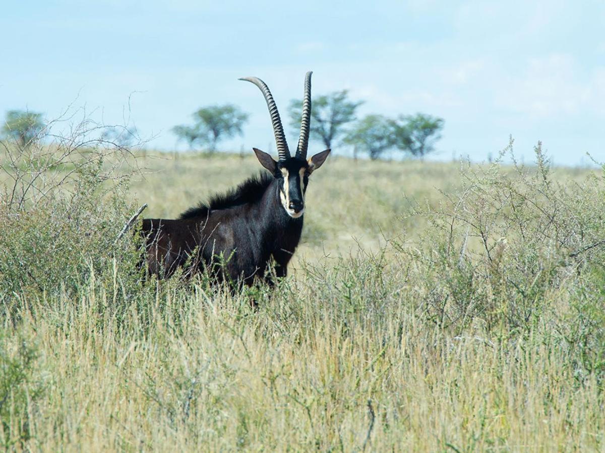 Zoutpanputs Game Lodge Askham Екстериор снимка